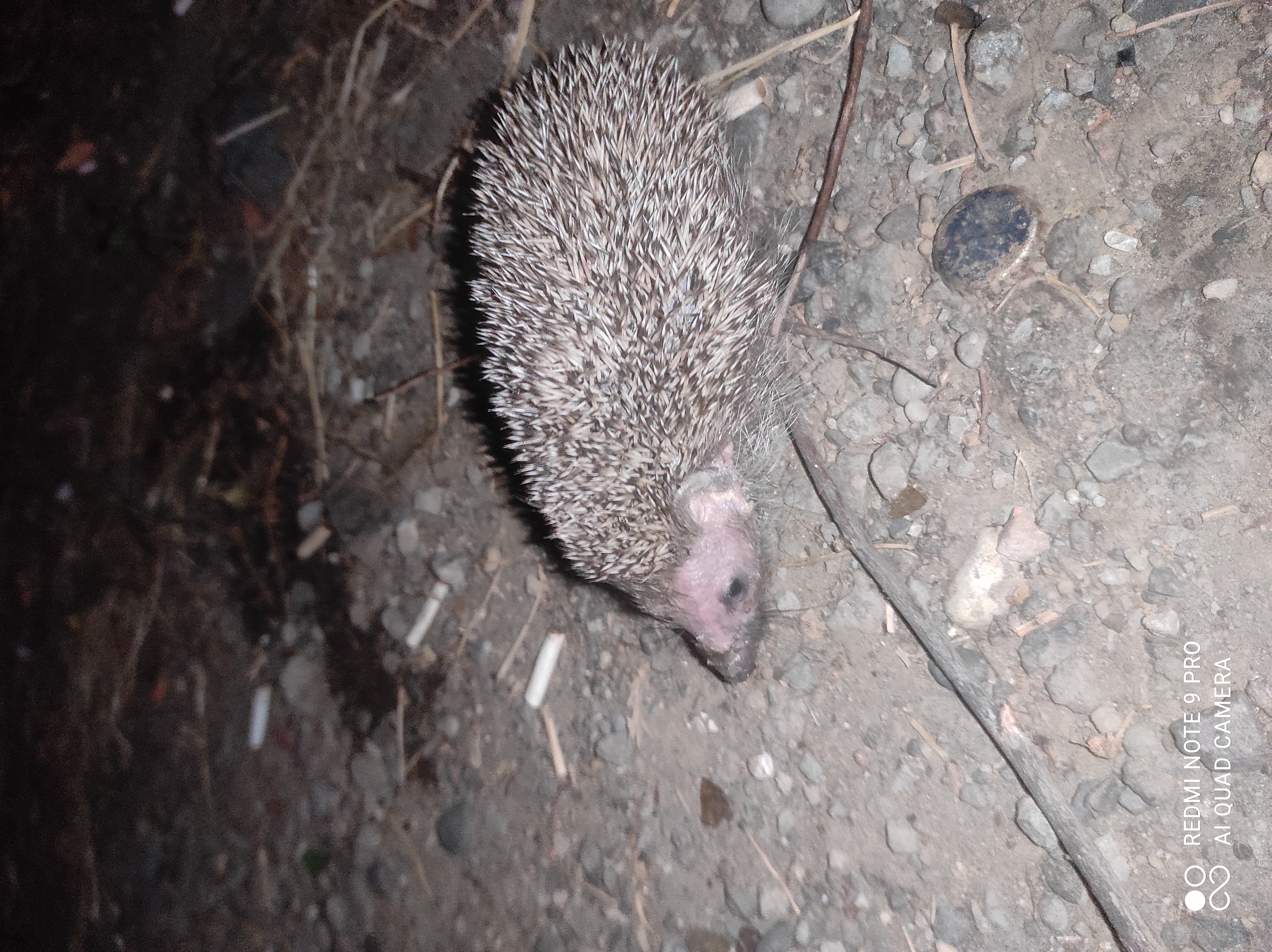 Images