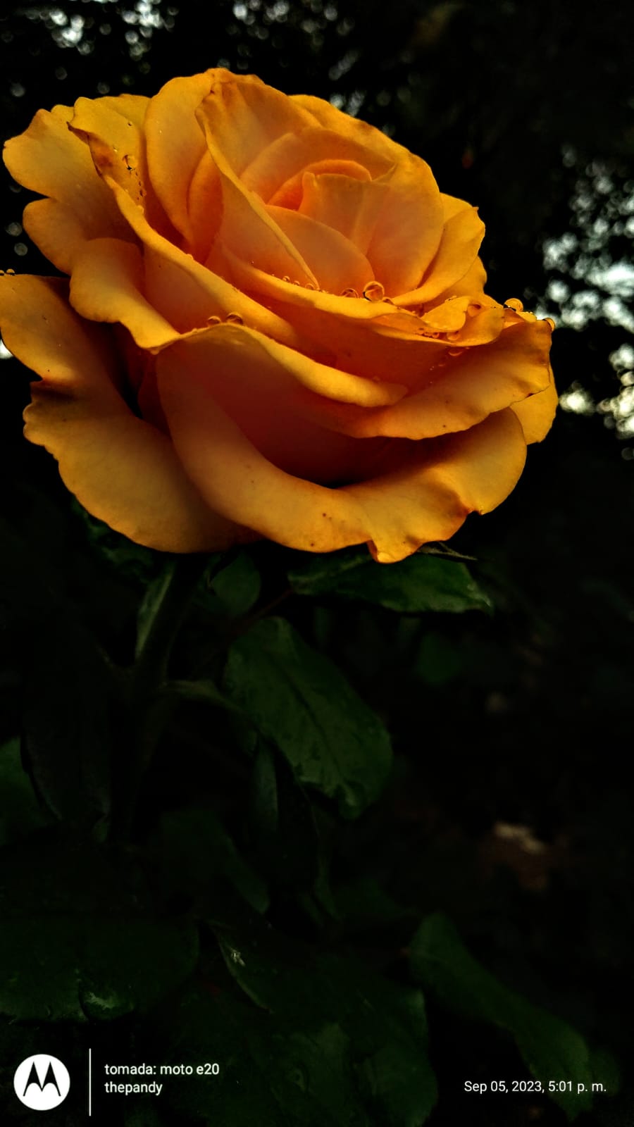 Images