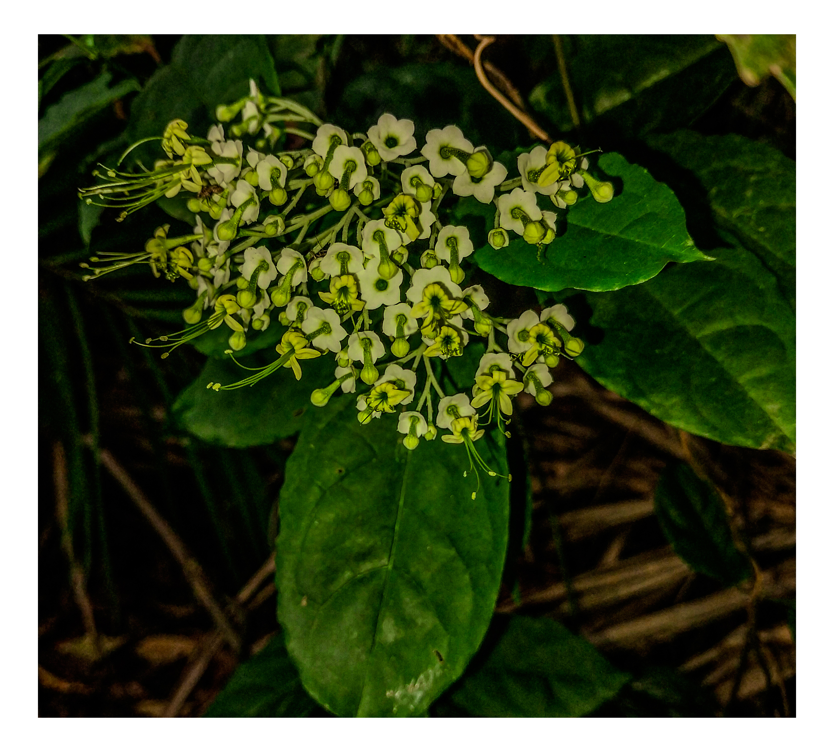 Images