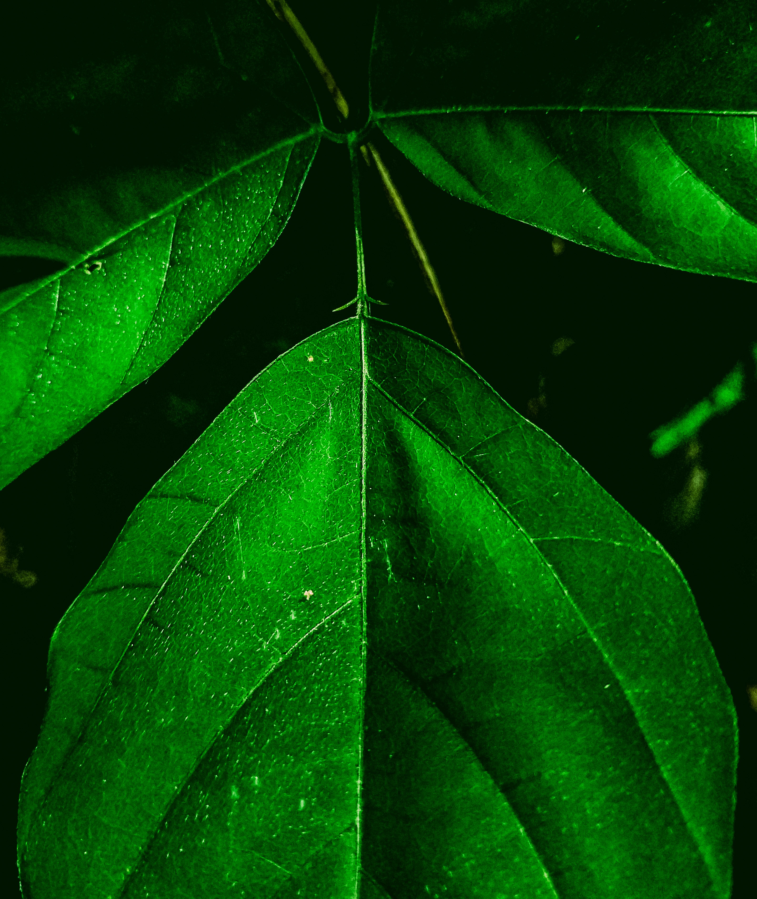 Images