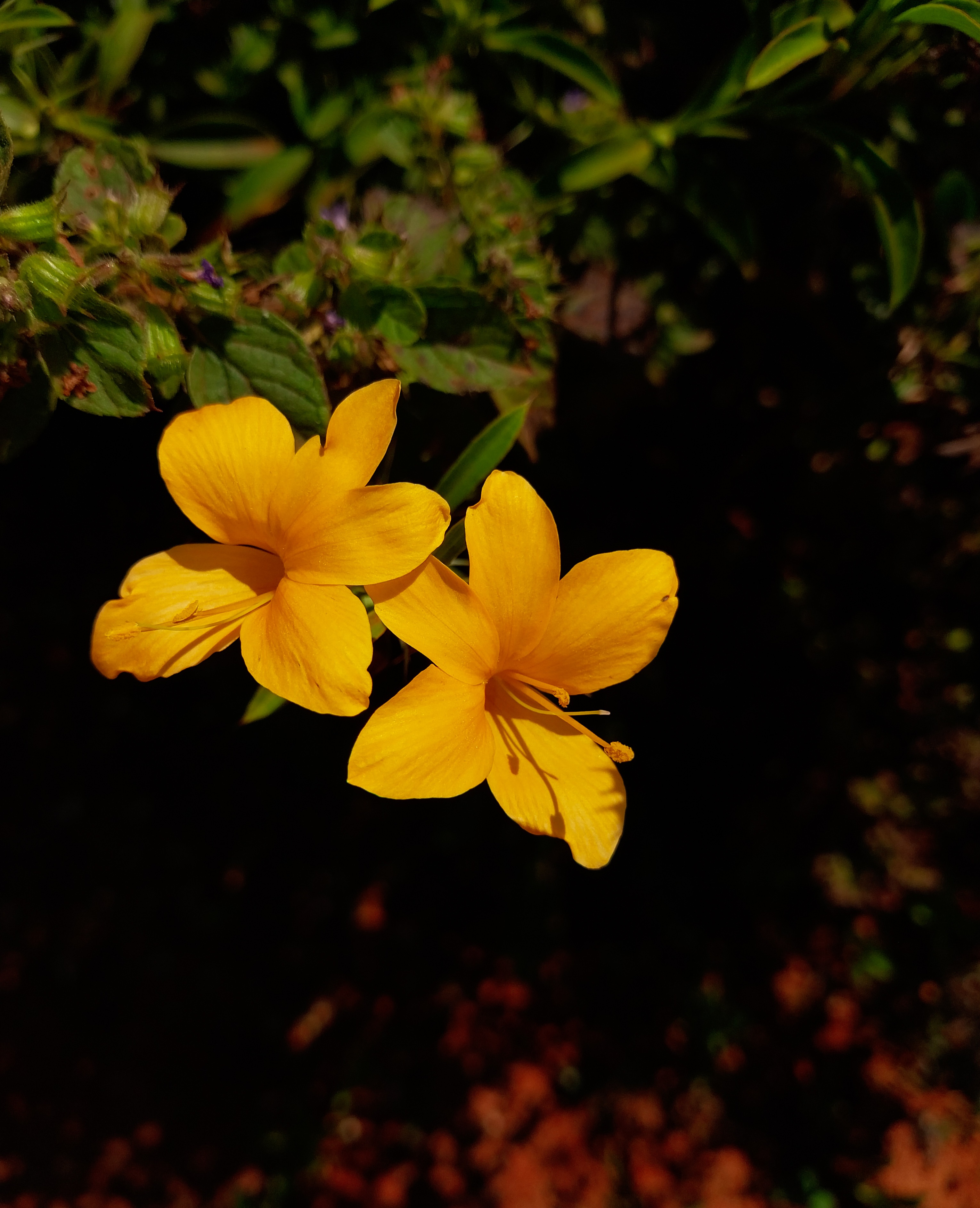 Images