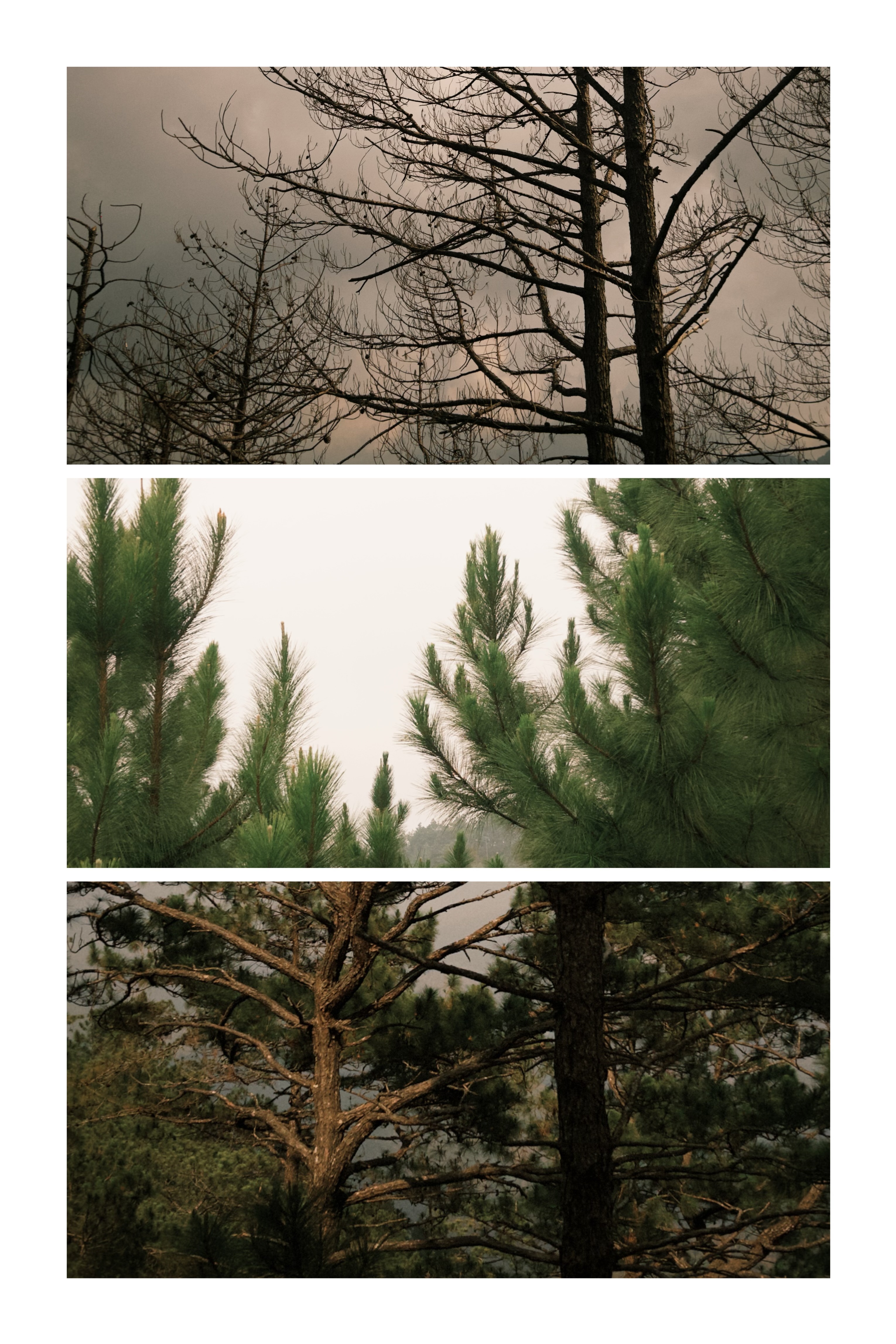 Images